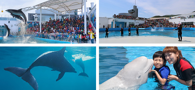 거제씨월드 돌고레 테마파트 관련사진