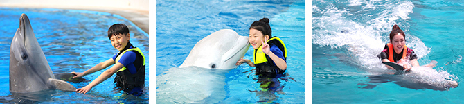 거제씨월드_체험상품 / 돌핀인카운터, 자유체험권, 벨루가인카운터
