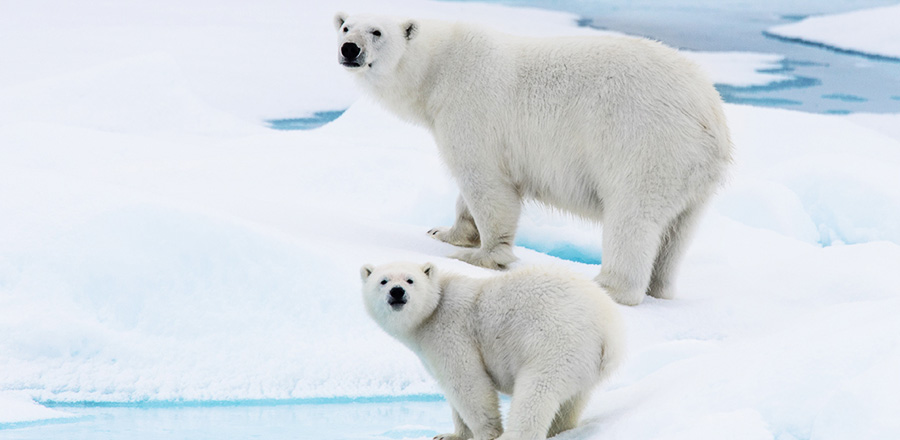 알래스카 전경5