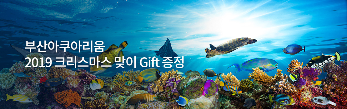 문화/여가 | 부산아쿠아리움 2019 크리스마스 맞이 Gift 증정